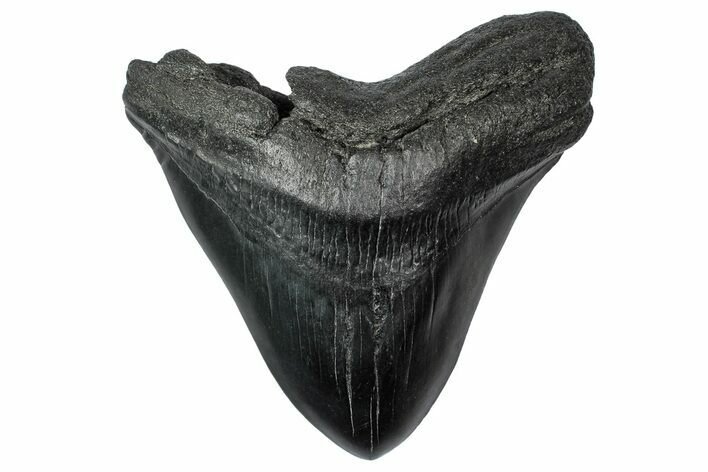Bargain, Fossil Megalodon Tooth - South Carolina #340207
